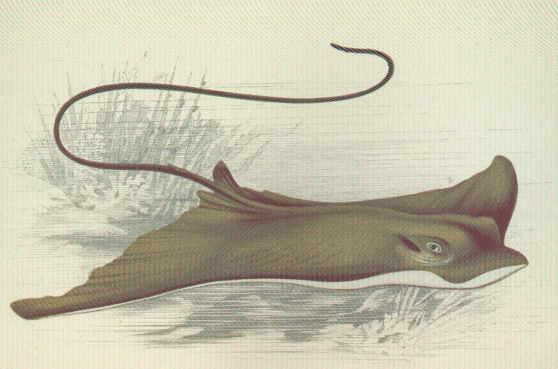 (Myliobatis Cuvier, 1816) Род Милиобатисы, Орляковые скаты, Скаты